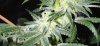 bud before.jpg bud before.jpg