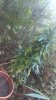 IMAG0031.jpg