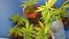 20160801_053540.jpg 20160801_053540.jpg