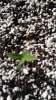 20160630_171736_Burst01.jpg 20160630_171736_Burst01.jpg
