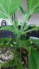 20160725_053514_Burst01.jpg