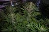 grow 094.jpg