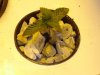 DSC04932.jpg