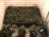 flower room box of clones and some others.jpg
