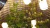 DSC01339.jpg