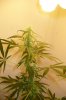 plant1 001.jpg