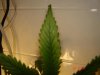 DSC02554.jpg