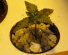 DSC04937.jpg
