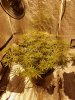 20160723_103657.jpg