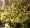 20160805_224635.jpg