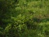 DSCF0644.JPG