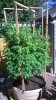 WP_20160805_16_21_56_Pro.jpg