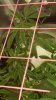 20160809_171655.jpeg 20160809_171655.jpeg