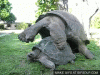 1637634_o.gif