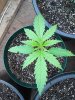 IMG_20160810_132302.jpg
