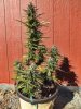 Ultra_haze_prechop.jpg
