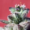 Ultra_haze_trikes.jpg
