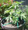 Ultra_haze_40.jpg Ultra_haze_40.jpg