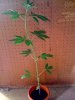 plant.jpg