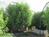 garden 2 002.JPG