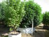 garden 2 004.JPG