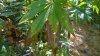 WP_20160819_001.jpg