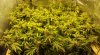 Canopy 2.jpg Canopy 2.jpg