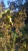 WP_20160820_001.jpg
