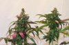 spinach4-11.jpg