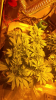 Screenshot_2016-08-22-12-44-07.png