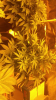 Screenshot_2016-08-22-12-44-24.png