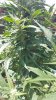 20160826_140446.jpg 20160826_140446.jpg