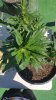 20160826_140535.jpg 20160826_140535.jpg