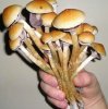 psychedelic mushrooms.jpg