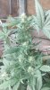 IMG_20160827_153700.jpg