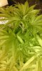 20160830_160656 plant2.jpg