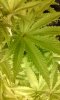 20160830_160706 plant1.jpg