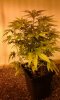 20160830_172727 plant 3.jpg