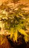 20160830_172733 plant 3.jpg