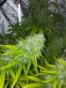 20160830_195129.jpg