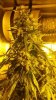 plant 3.jpg