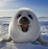 baby-seal-2.jpg