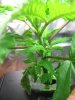 grow journal1.jpg