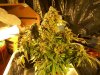 harvest Maz & BB 001.jpg