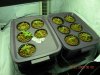 Grow027.jpg