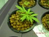 BagseedLST.jpg