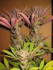 Breeders Choice_Chitrali #1_01.jpg