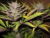 Breeders Choice_Chitrali #1_02.jpg