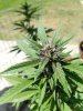 LSD-25 Day 44.jpg