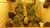 grow5.jpg